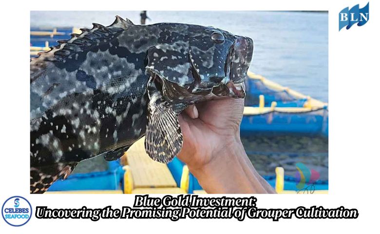 Blue Gold Investment: Uncovering the Promising Potential of Grouper Cultivation